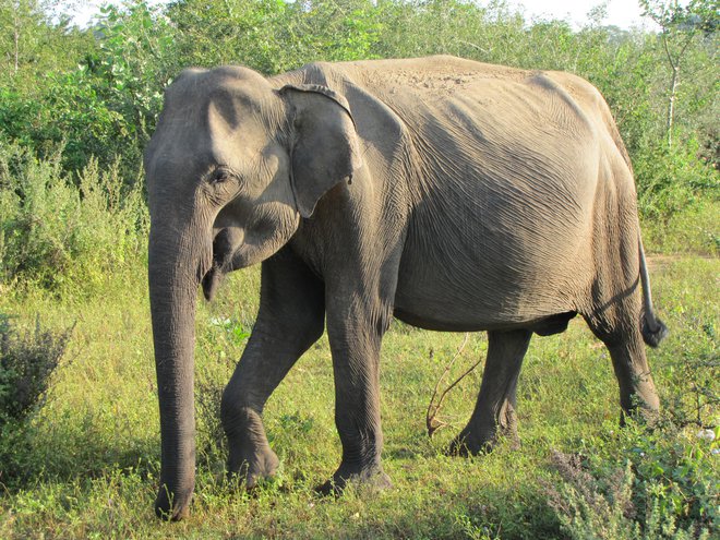 Bližnje srečanje s slonom na safariju v tamkajšnjih nacionalnih parkih ne uide. Foto: Tina Podobnik