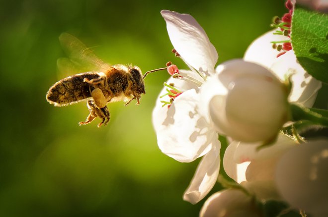 Vreme v zadnjih tednih čebelam ni naklonjeno. FOTO: Guliver/Getty Images