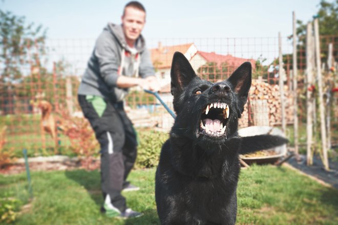 Agresivnim psom se poskusimo izogniti. FOTOGRAFIJE: Guliver/Getty Images