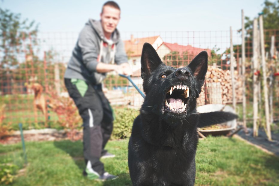 Fotografija: Agresivnim psom se poskusimo izogniti. FOTOGRAFIJE: Guliver/Getty Images