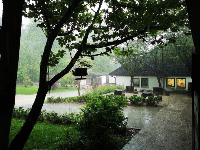 Podoba živalskega vrta v dežju. FOTO: bralec Rado