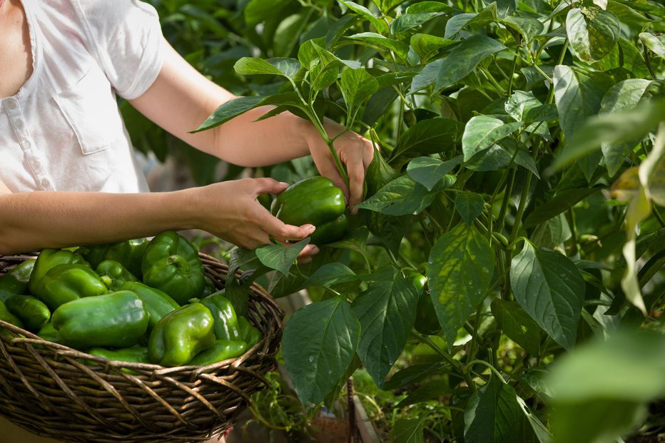 Fotografija: Po naših vrtovih dobro uspevajo vse sorte paprik. FOTOGRAFIJI: guliver/Getty Images