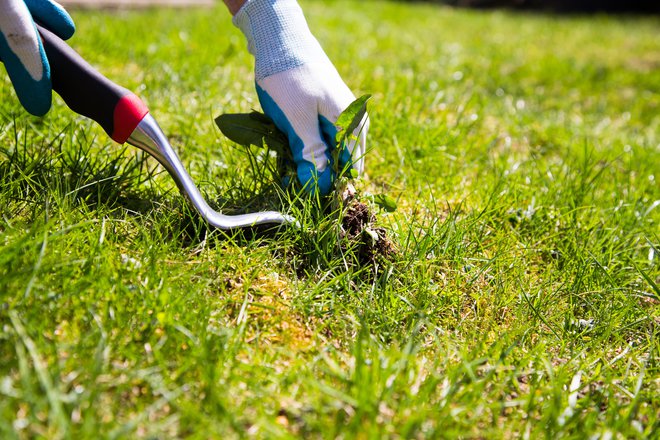 Redno odstranjujte regrat in drug plevel, ki se pojavi na trati. Fotografije: Guliver/Getty Images