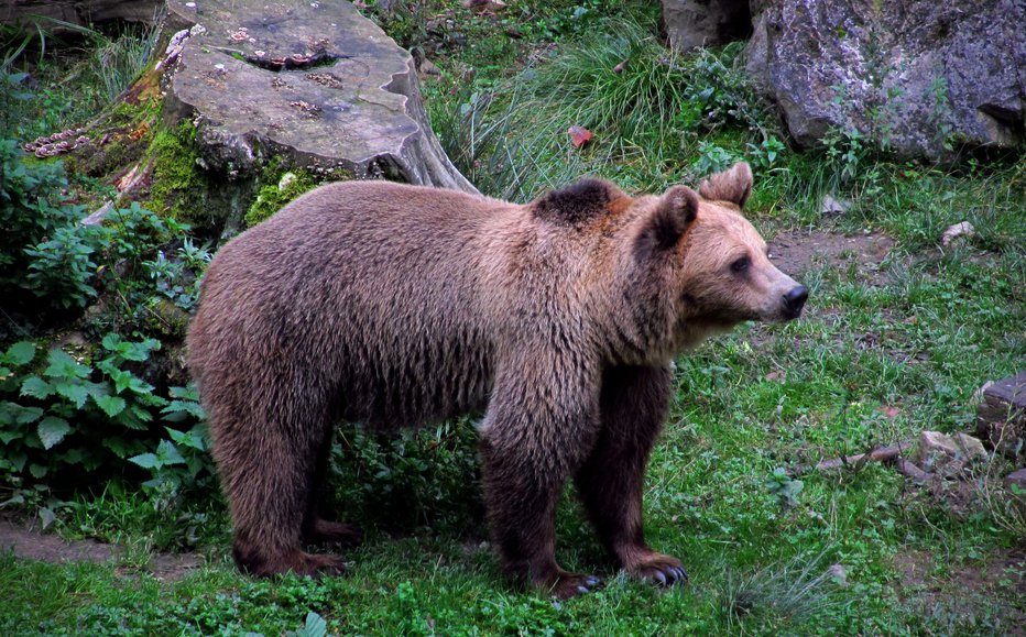 Fotografija: Rjavi medved v ljubljanskem živalskem vrtu. FOTO: Blaž Samec, Delo