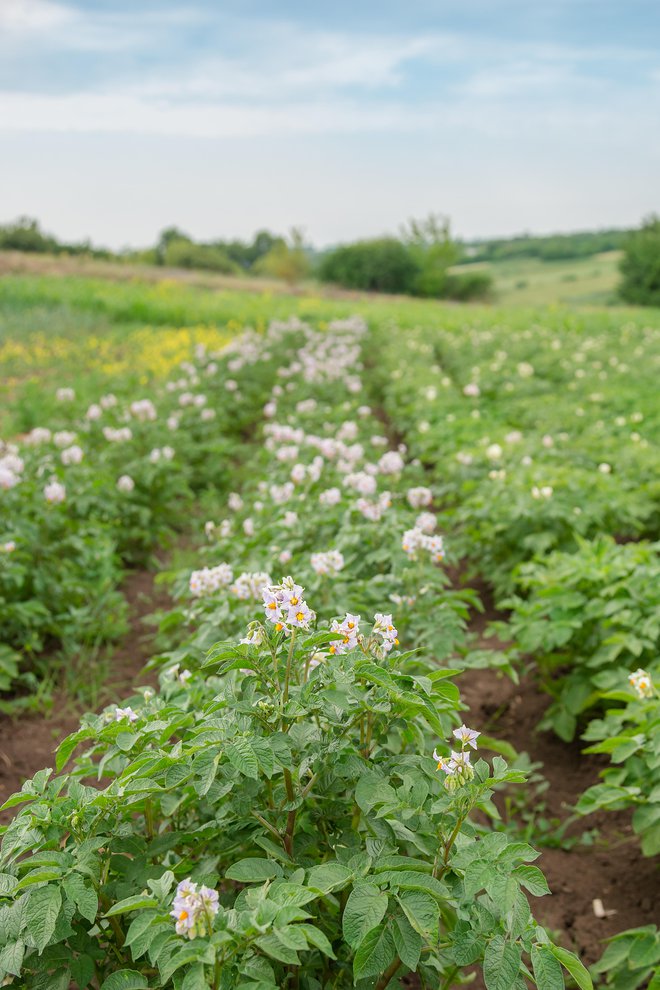 Preveč vlažna tla krompirju ne ugajajo, ker ga lahko prizadenejo bolezni. FOTO: Guliver/Getty Images