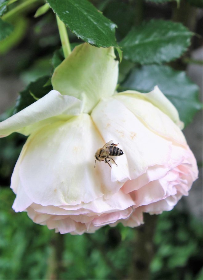 Nove vrtnice privabljajo čebele.
