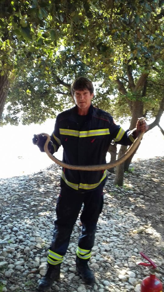 Fotografija: Gasilec s kačo. FOTO: Vatrogasci, JVP Rovinj-rovigno