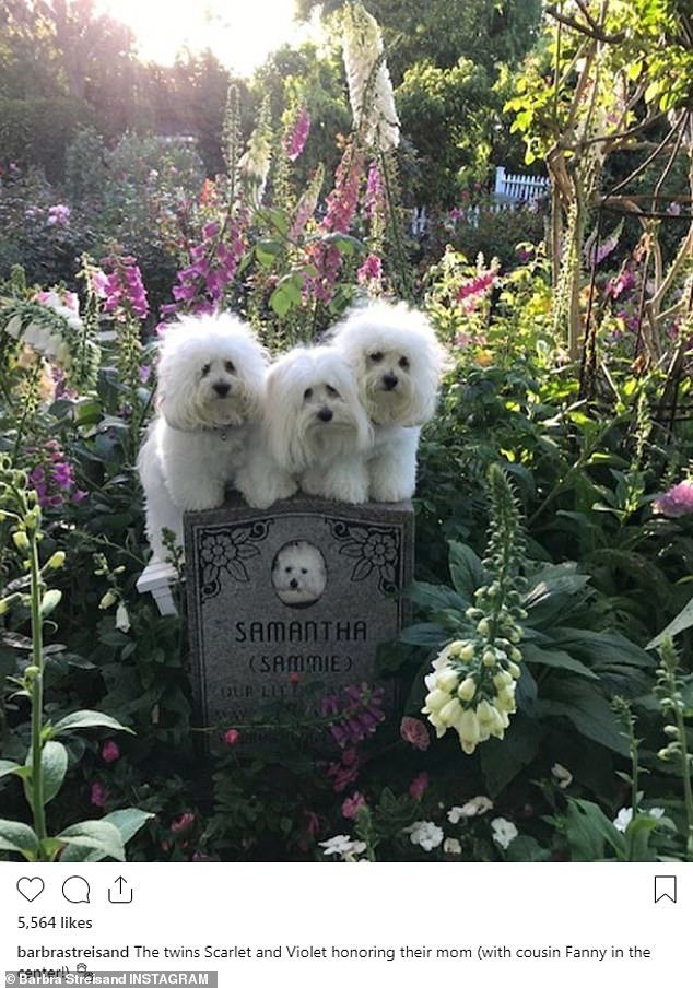 Njeni trije psički na Samanthinem grobu FOTO: Instagram