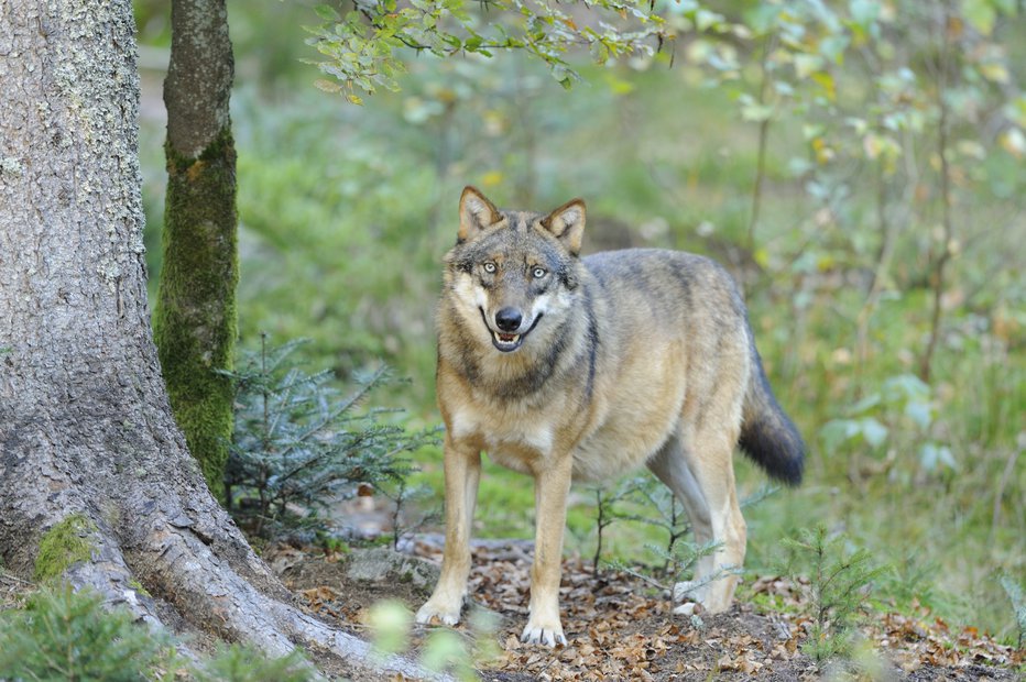 Fotografija: Pri nas trenutno živi okoli 90 volkov. FOTO: guliver/GETTY IMAGES