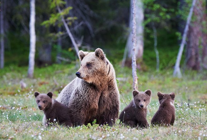 Letos ne bo odstrela medvedov, zato bo v naravi več medvedk z mladiči. FOTO: guliver/GETTY IMAGES