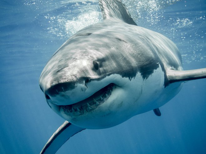 Oktobra 2008 je v Jadranskem morju napadel beli morski volk. FOTO: Guliver/Getty Images