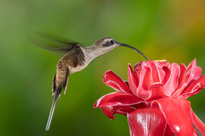 Nekateri kolibriji imajo zelo dolg kljun.