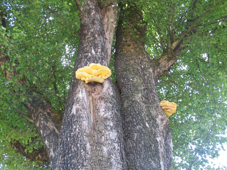 Fotografija: Žvepleni lepoluknjičar rad raste visoko na drevesu. FOTOGRAFIJE: Ana Ivanovič
