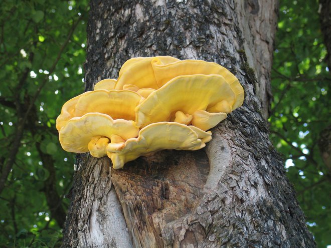Žvepleno rumena goba na drevesu je vidna od daleč.