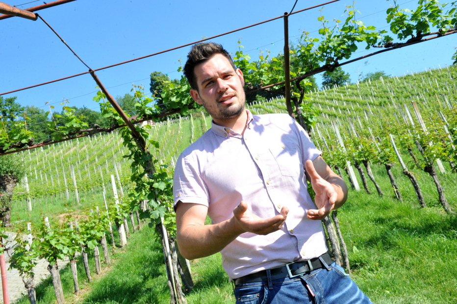 Fotografija: Janez Colnar v vinogradu FOTOGRAFIJE: DRAGO PERKO