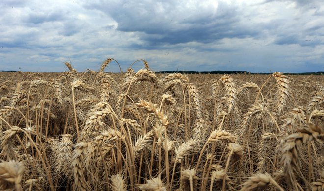 Vročina pesti tudi pšenico, ta ponekod že prisilno dozoreva. FOTO: Tadej Regent