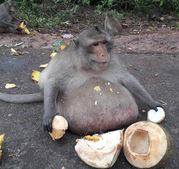 Fotografija: Z zajetnim trebuhom je Stric debeluh pošteno presegal zdravo težo dolgorepega makaka.
