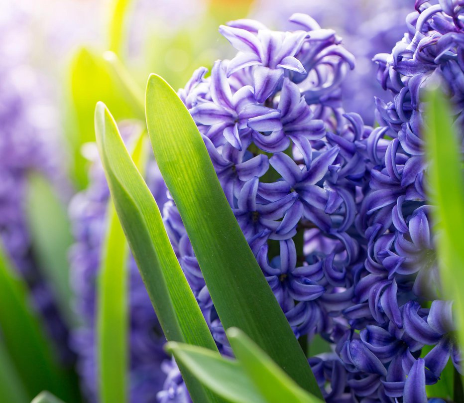 Fotografija: Hijacinte imajo krasne cvetove in lepo dišijo. FOTO: Thinkstock
