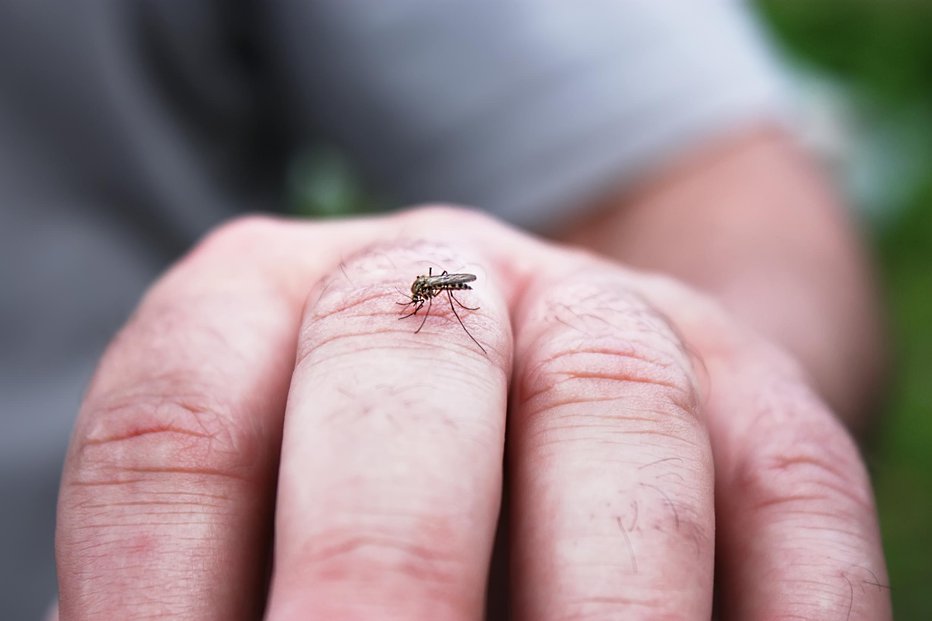 Fotografija: Nekateri komarji so aktivni tudi podnevi. FOTOGRAFIJE: Guliver/Getty Images