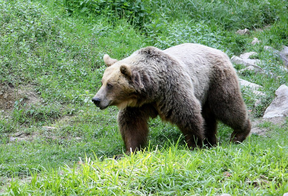Fotografija: Mati medvedka je poškodovala 80-letno domačinko z Vrha nad Želimljami. Fotografija je simbolična. FOTO: Arhiv Dela