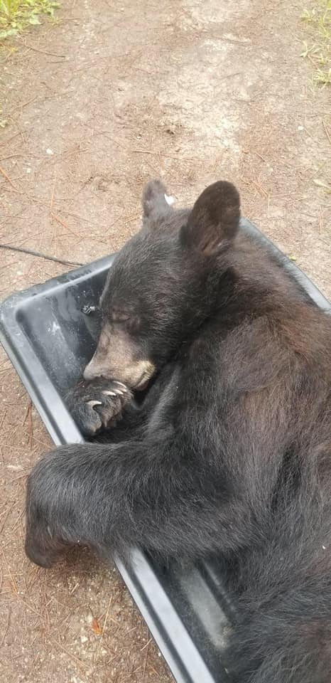 Fotografija: Medveda so morali uspavati.
