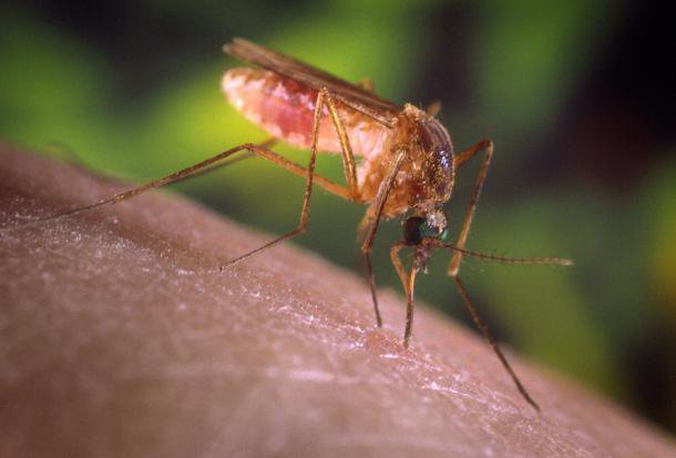 Fotografija: Pik komarja je lahko tudi nevaren, če je ta okužen.