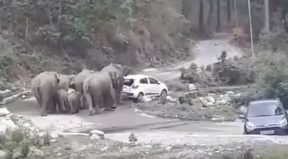 Fotografija: Avta sta razjezila čredo slonov z mladiči. FOTO: Youtube