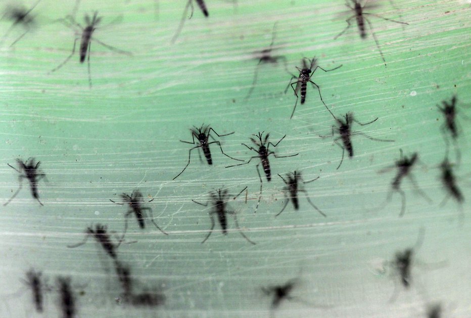 Fotografija: Komarji so stalni spremljevalci poletij. Foto: Reuters