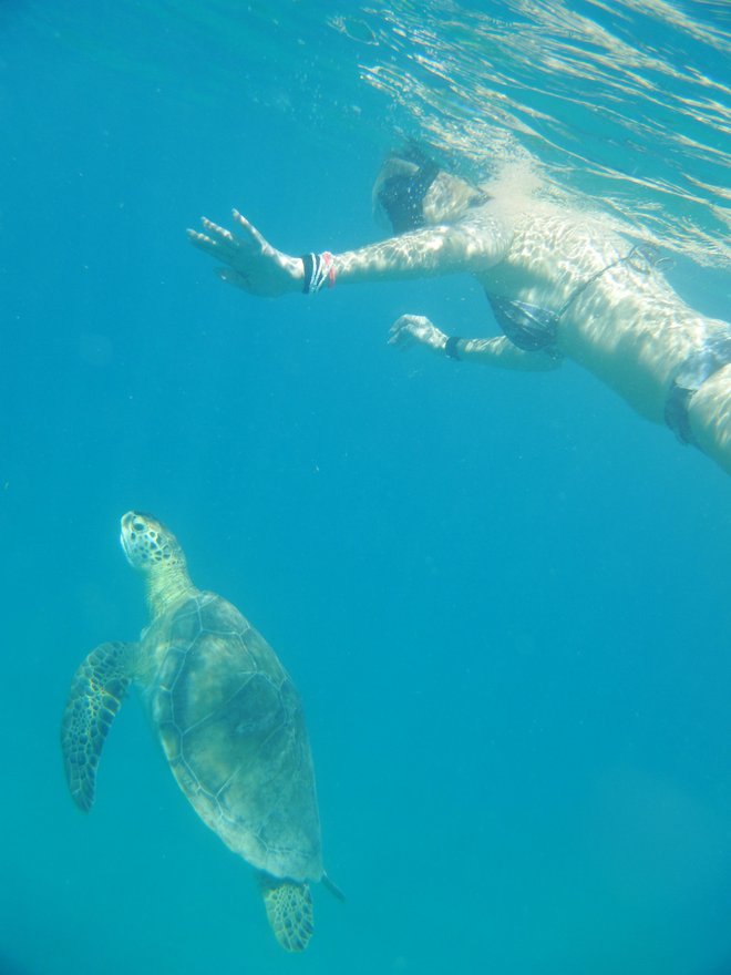 Plavanje z želvami je izkušnja, ki je ne bo pozabila.