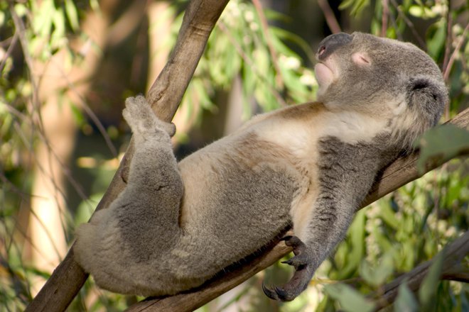 Se bodo posebneži, kot so koale, zmogli prilagoditi? FOTO: Guliver/Getty Images