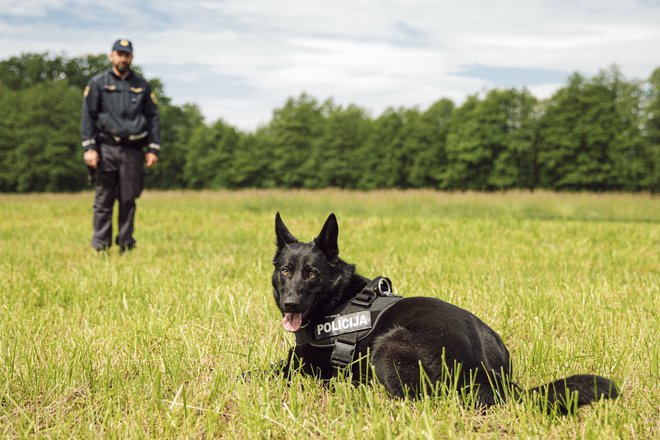 Psi v vrstah slovenske policije v povprečju služijo okoli 10 let. FOTO: Policija