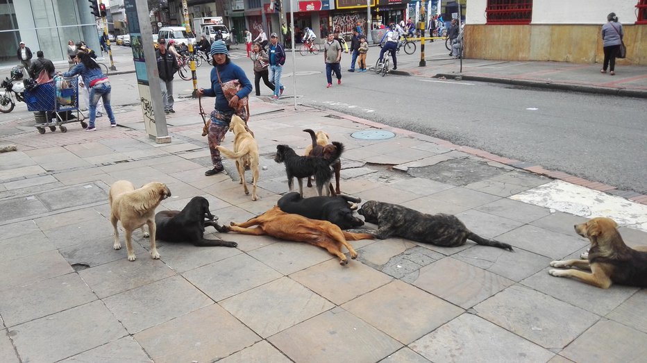 Fotografija: Na ulicah Bogote je precej prostoživečih psov. FOTO: Janez Žura