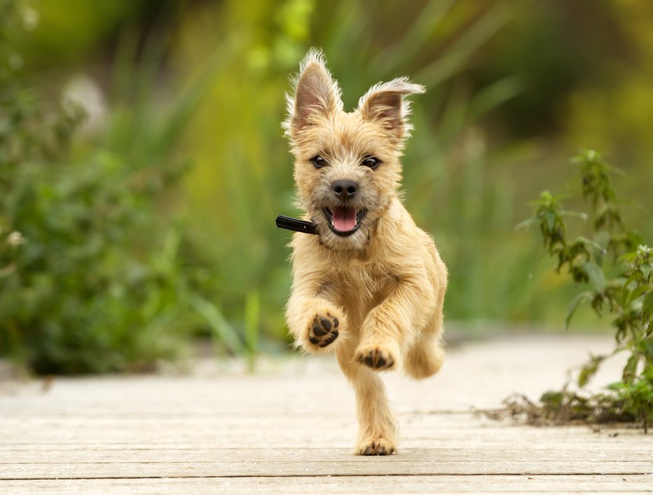 Fotografija: Najbolj se splača zavarovati mladiče in mlade odrasle pse. FOTO: Guliver/Getty Images