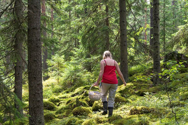 Woman picking mushrooms and berries in National Park in Finland FOTO: Sitikka Getty Images/istockphoto