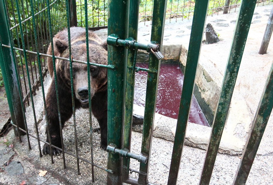Fotografija: Ko je Jože Rožmanec avgusta 2015 prišel do medvedje ograde, se je zgrozil, saj je bila kotanja polna krvi. FOTO: Dejan Javornik