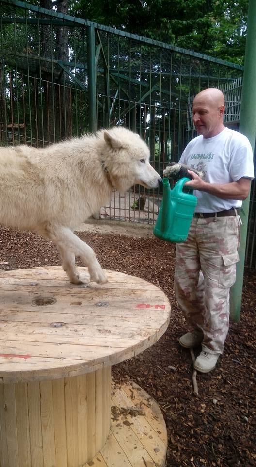 Predlanskim so dobili tudi polarnega volka. Foto: Zoo Park Rožman