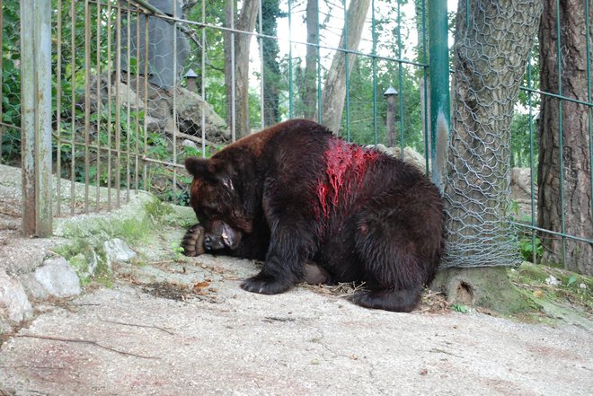 Takole okrvavljen je bil medved Tim. FOTO: Zoo Park Rožman