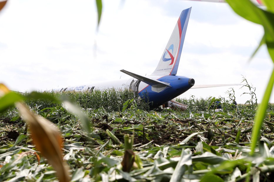 Fotografija: Letalo Ural Airlines Airbus 321 je pristalo sredi koruznega polja. FOTO: Reuters