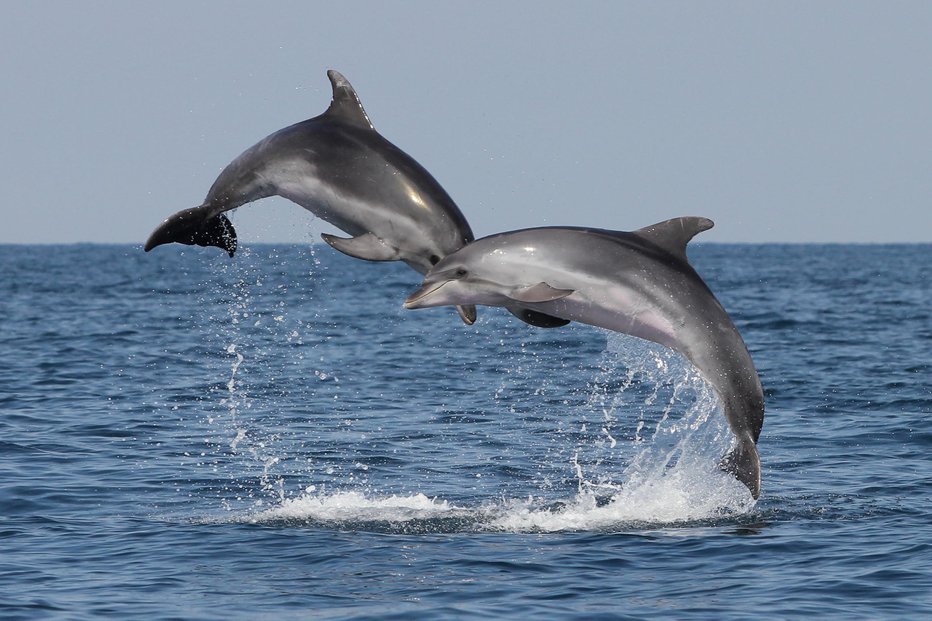 Fotografija: Srečanja z delfini, ki razveseljujejo. Fotografije: Morigenos