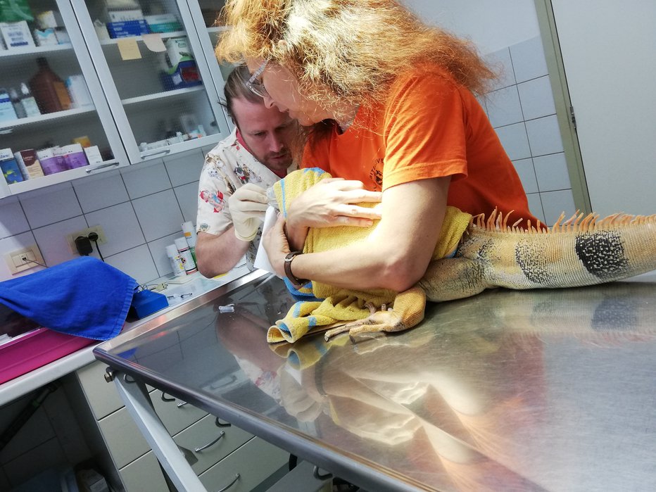 Fotografija: Veterinarju Petru Maričiču pri pregledovanju legvana pomaga njegova lastnica. Foto: Jure Odar