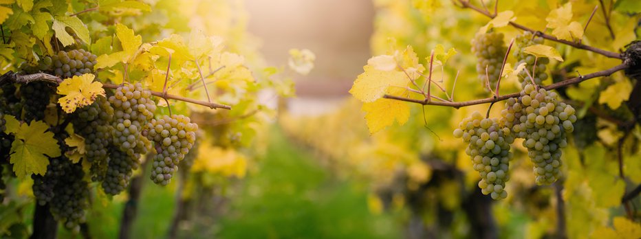 Fotografija: Letošnja trgatev se bo v primorskih vinogradih začela nekoliko kasneje kot prejšnja leta. FOTO: Guliver/Getty Images