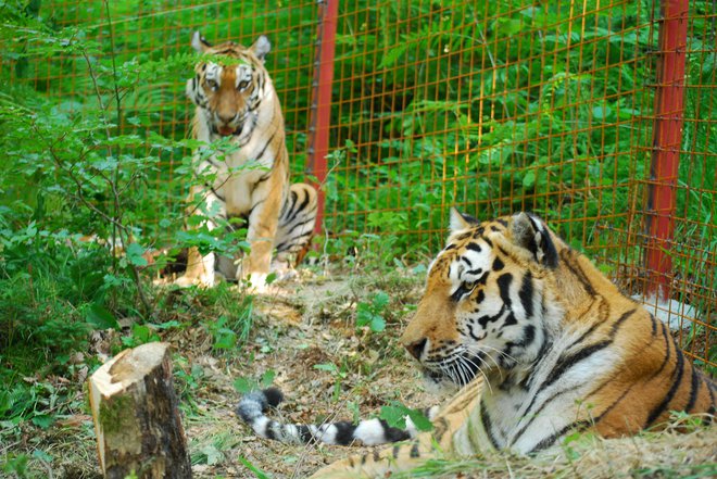Imajo tudi sibirske tigre. FOTO: Zoo Park Rožman