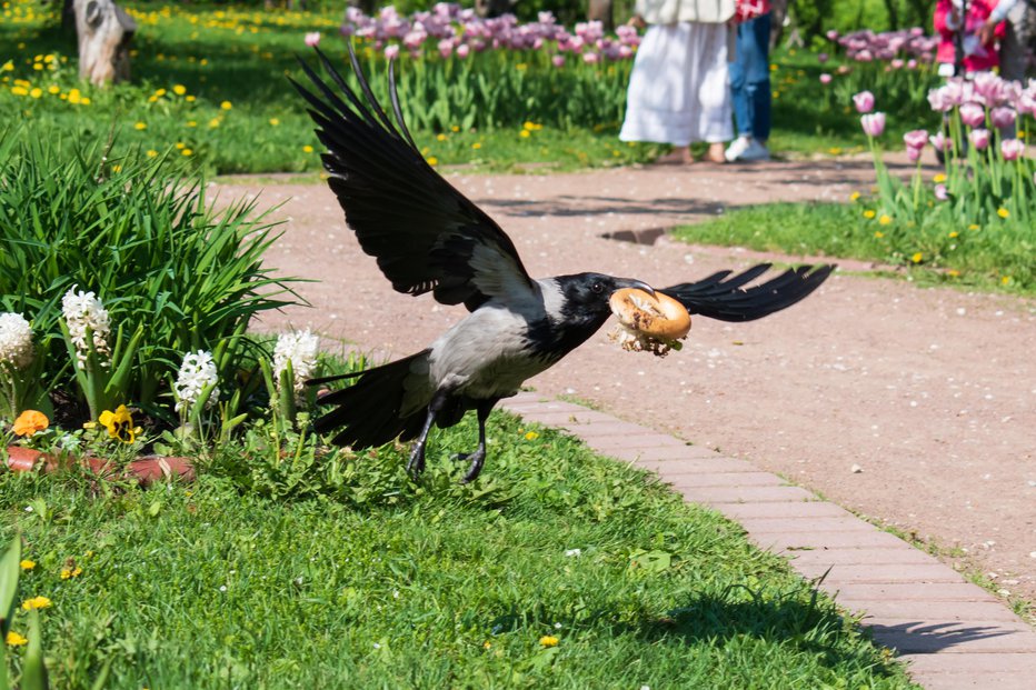 Fotografija: Raziskovalci so proučevali tudi prehrano ptic v mestu in ugotovili, da jim še posebej tekne hitra prehrana. FOTO: Shutterstock