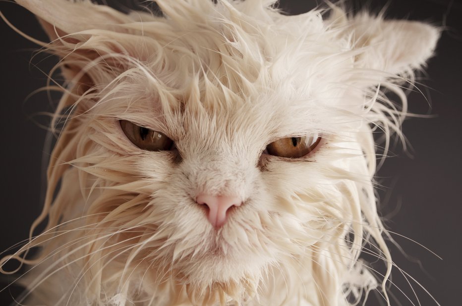 Fotografija: Domače mačke vode ne marajo preveč, saj njihov kožuh vodo vpija in ne odbija. FOTO: Shutterstock