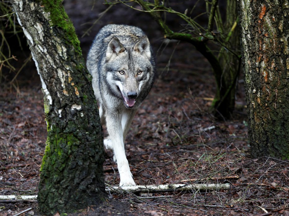 Fotografija: Volk v nemškem parku Schorfheide
FOTO: REUTERS