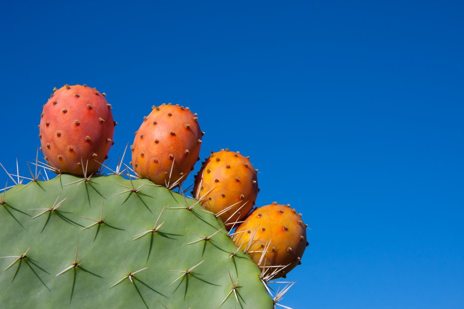 Fotografija: Opuncija se razvije iz cvetov kaktusa. FOTO: Guliver/Getty Images