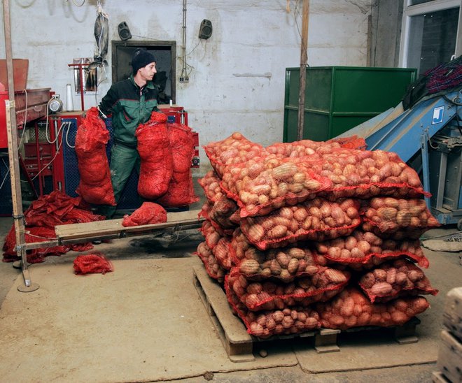 Odkupna cena krompirja je letos ugodna. FOTO: Jaroslav Jankovič