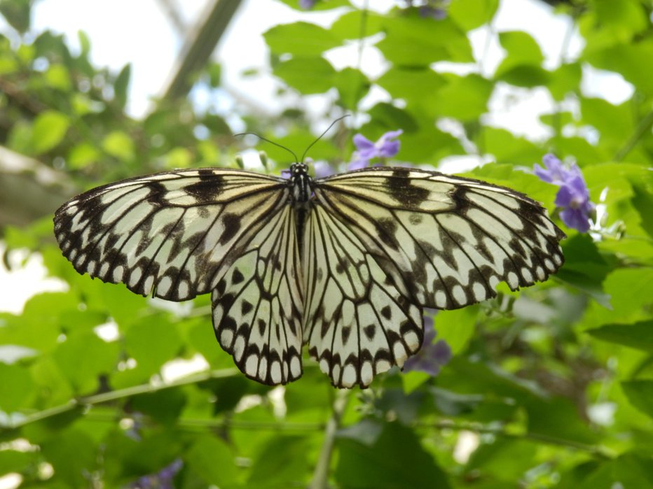 Fotografija: Nam najbližje Hiše metuljev, kjer lahko občudujemo tudi tropske metulje, so v Italiji in Avstriji. Foto: Nika Leben
