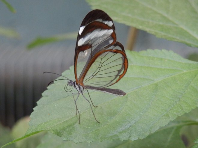 Čudo narave: metulj s prozornimi krili Foto: Nika Leben