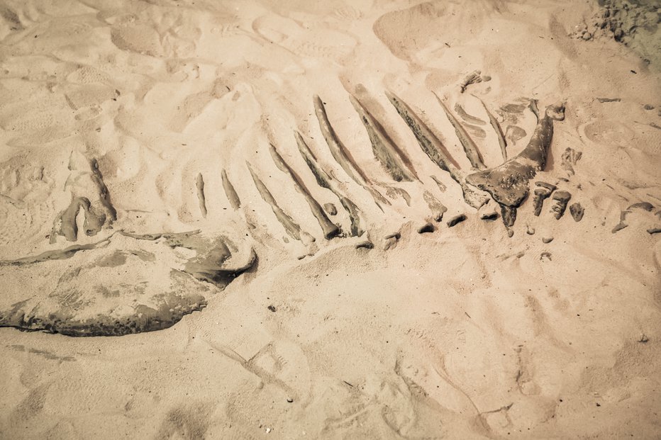 Fotografija: Raziskovalci niso mogli izkopati fosila, ki bi jim povedal, kaj se je dogajalo pred dvema milijardama let.